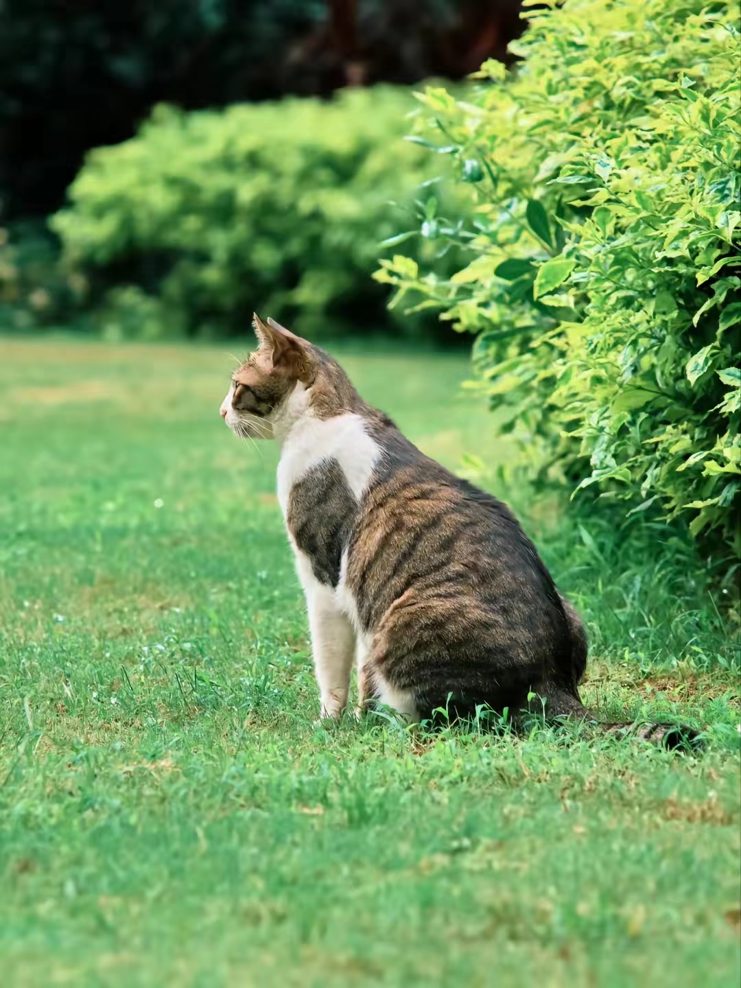 富士长焦镜头55-200拍视频怎么样,富士长焦镜头100-400多少钱二手