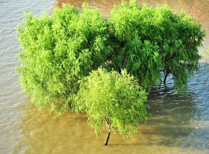 河柳拼音,河柳图