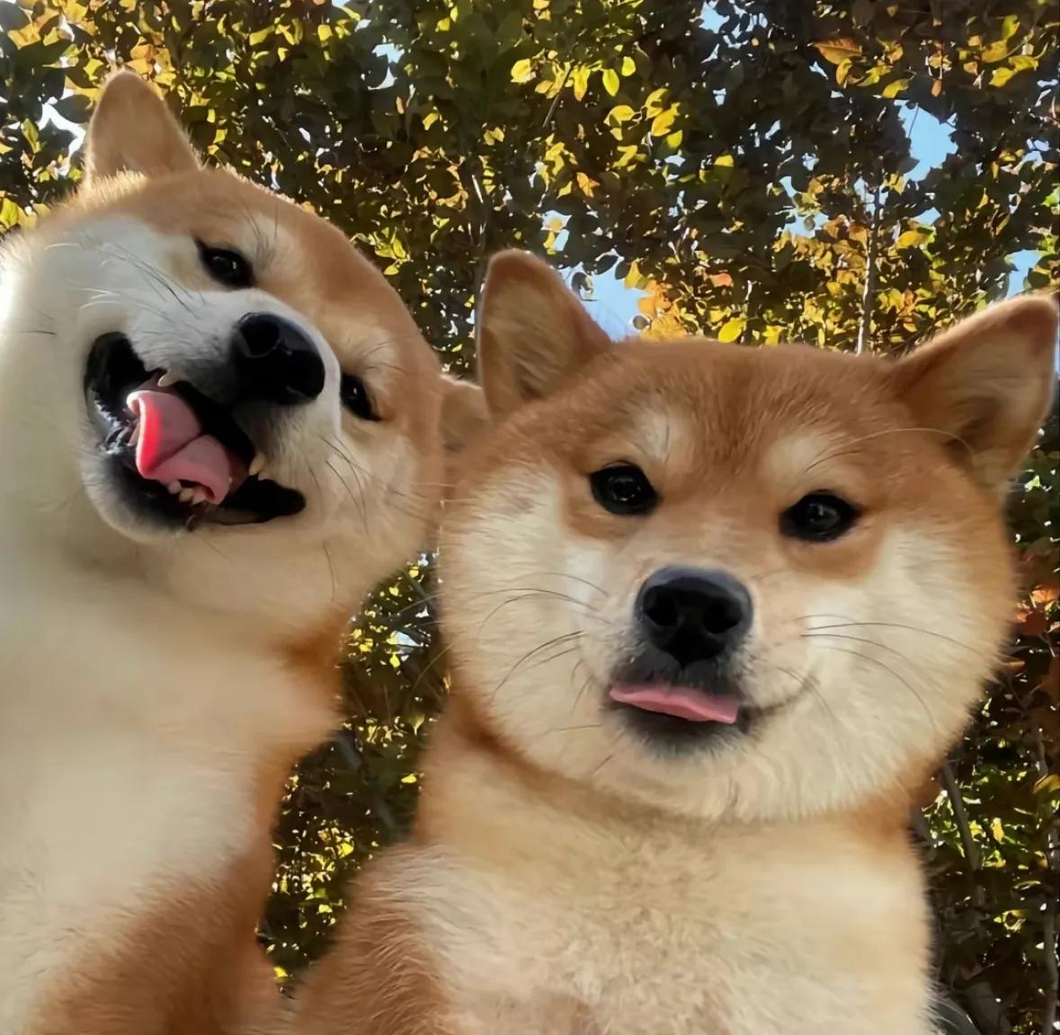 什么是柴犬中华田园犬,什么是胡麻柴犬