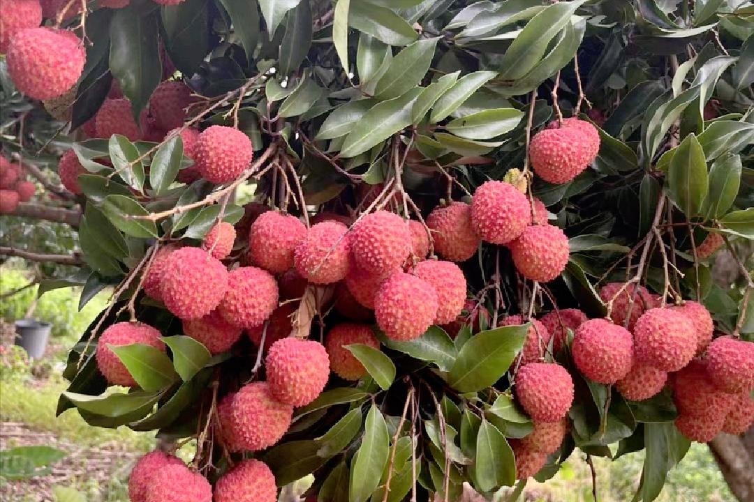 中国水果第一大省是哪个,广西跟山东哪个省水果种类多