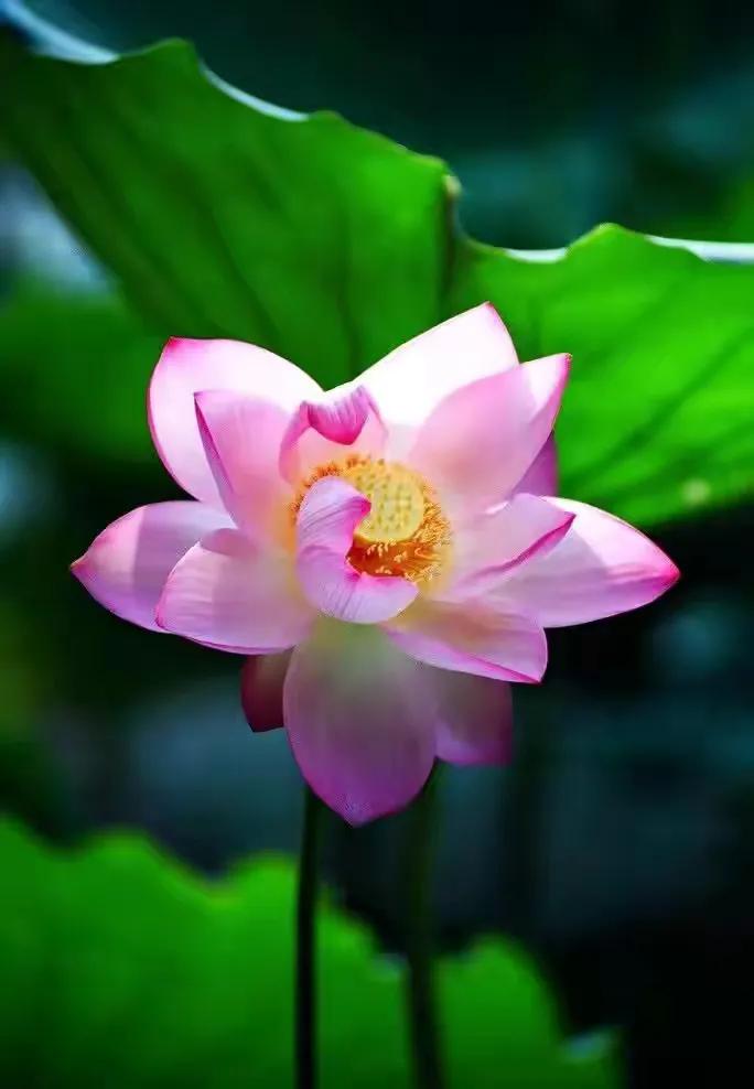 最美荷花古诗图片,诗词荷花图片大全