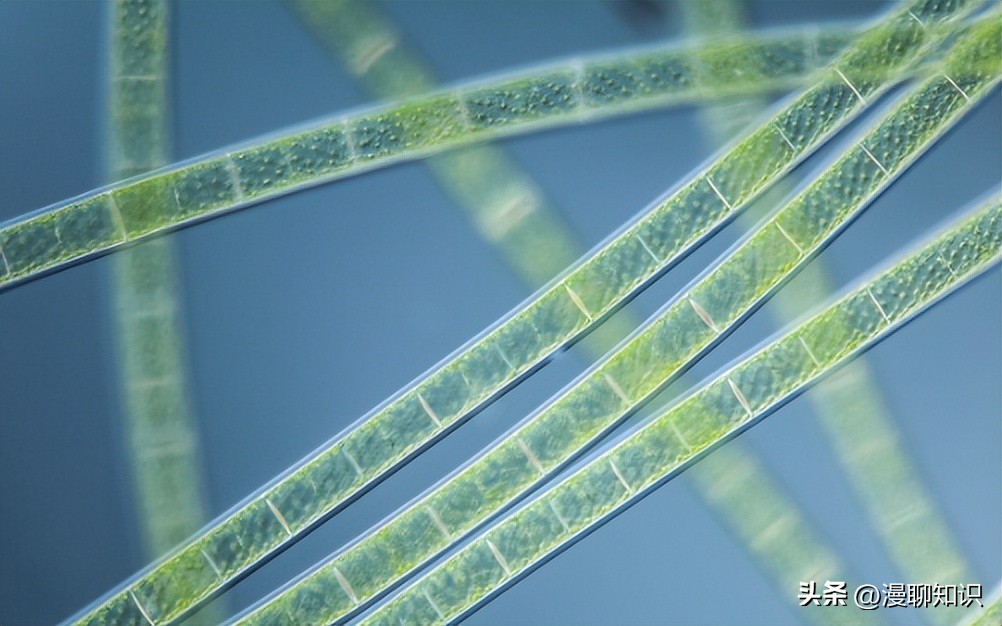 水稻田水绵怎么防治,水绵生物防治