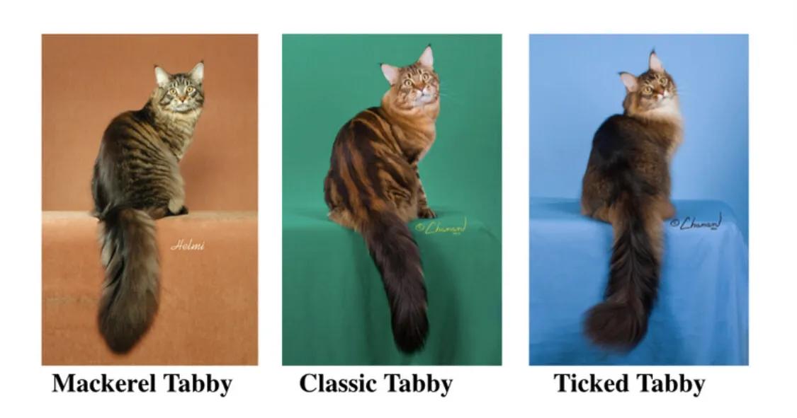 重点布偶和蓝白会配出缅因吗,天选猫耳为什么这么贵