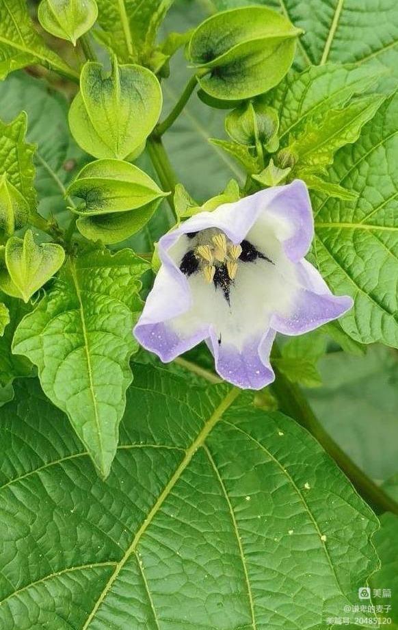 乡土植物种植资源,非根茎类植物有哪些
