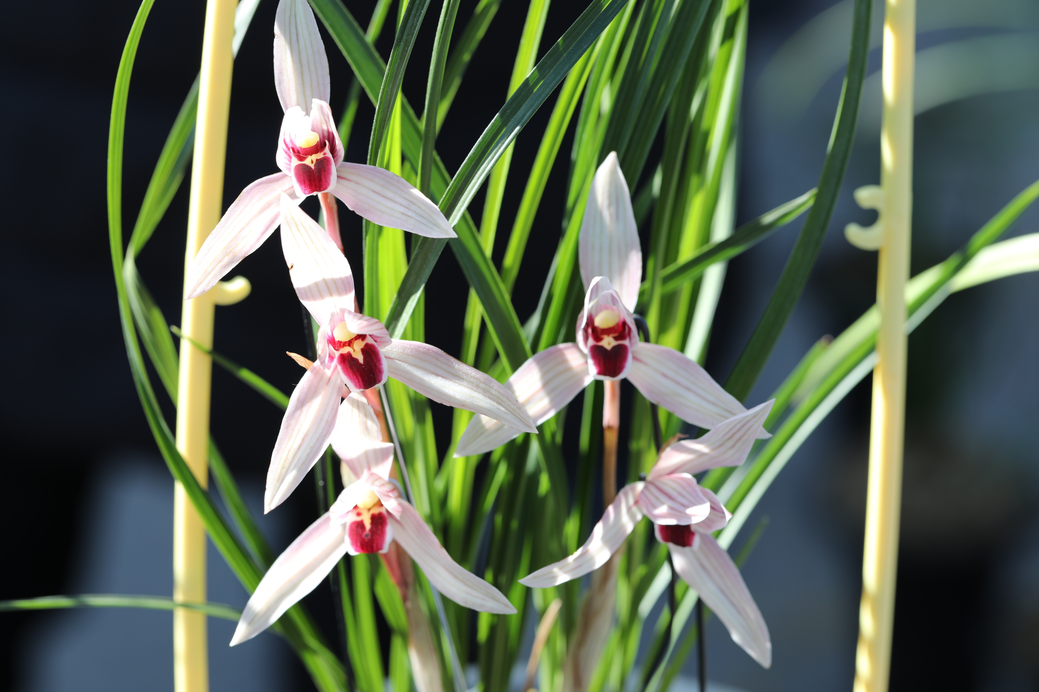 云南大理有什么兰花,兰花大赏西双版纳