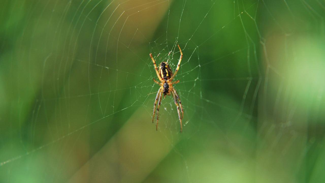 男子被蜘蛛咬了一口居然没事,男子被蜘蛛咬伤后进icu