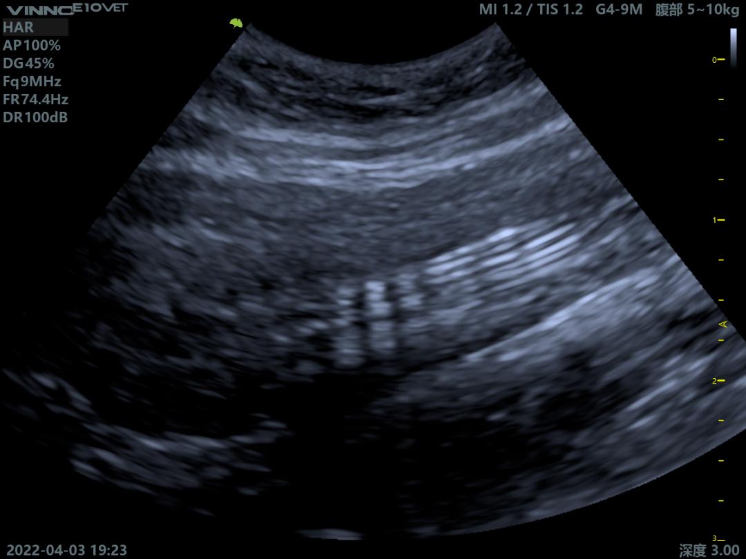 怎么预防猫咪尿路问题,铲屎官必看猫咪小技巧