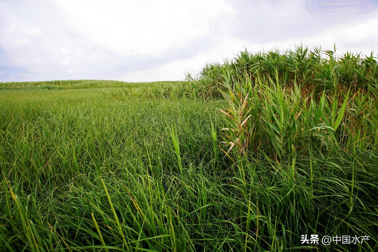 水生外来物种入侵防控工作方案,水生动物防疫