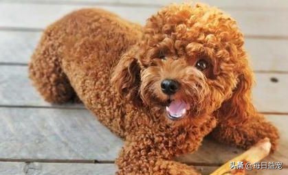 买泰迪注意事项和禁忌,买泰迪的时候需要注意些什么问题