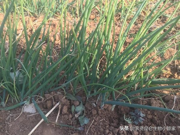 大葱黄矮病怎么治疗,大葱干尖枯萎病用什么最好