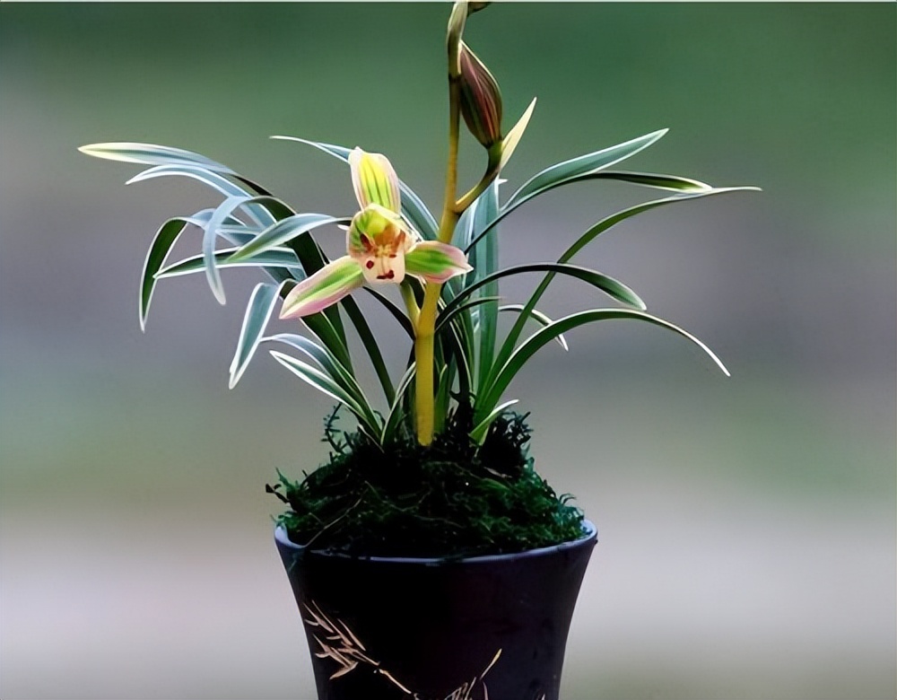 好养又香又便宜的金边兰花品种,顶级矮种金边兰花