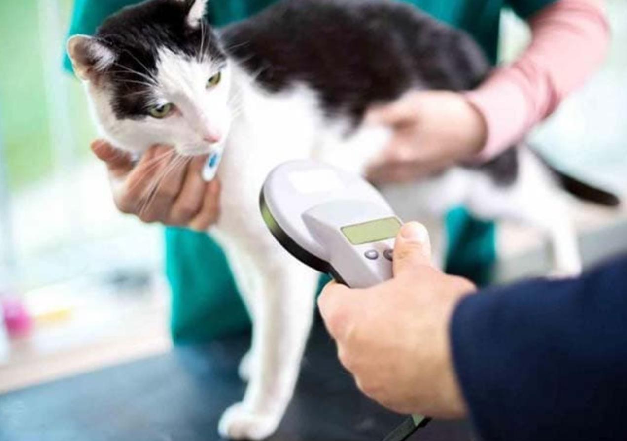 如何预防猫进卧室,猫往外跑会回家么