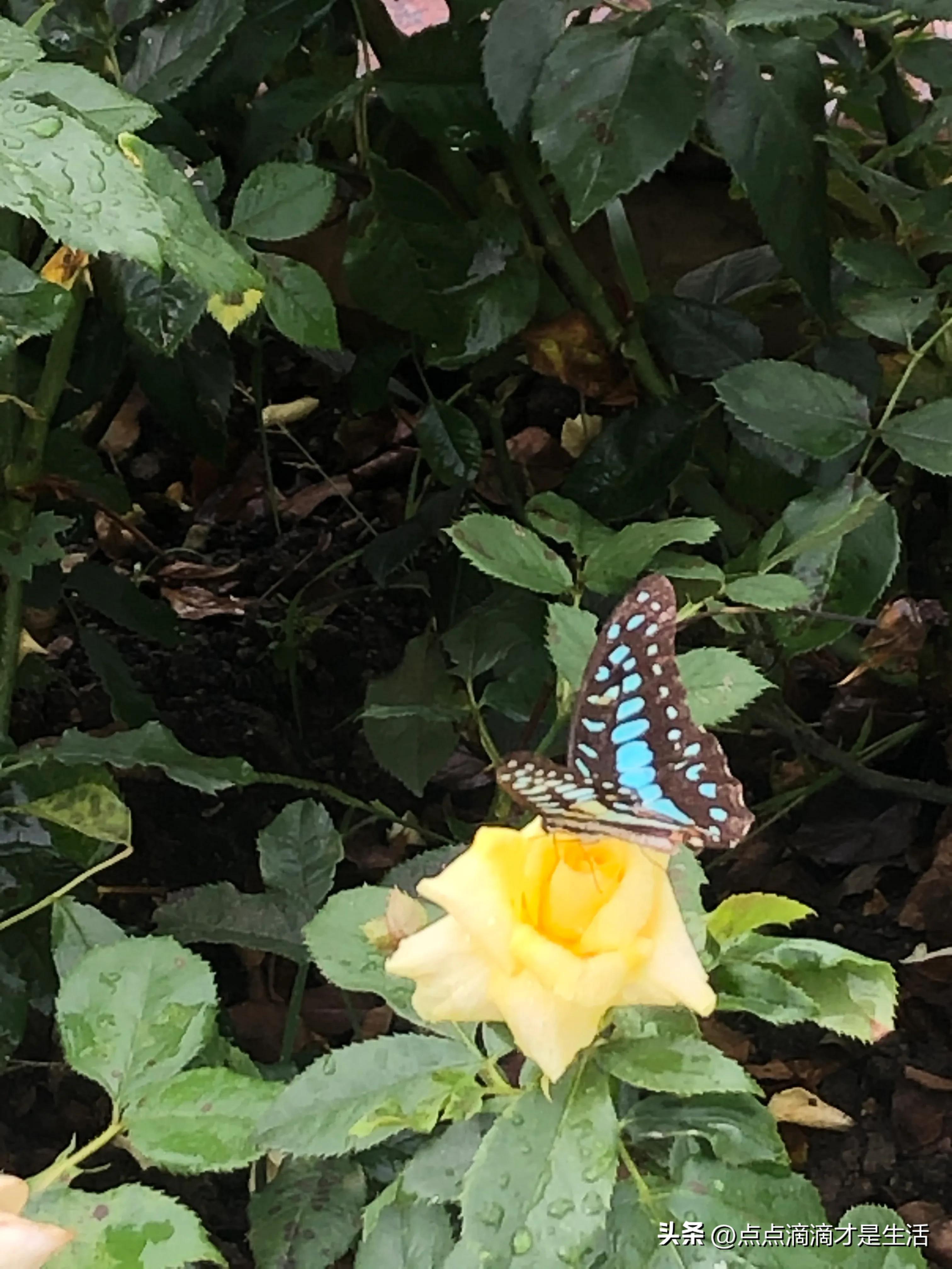 广州云台最美的花园,广州白云云台花园拍照