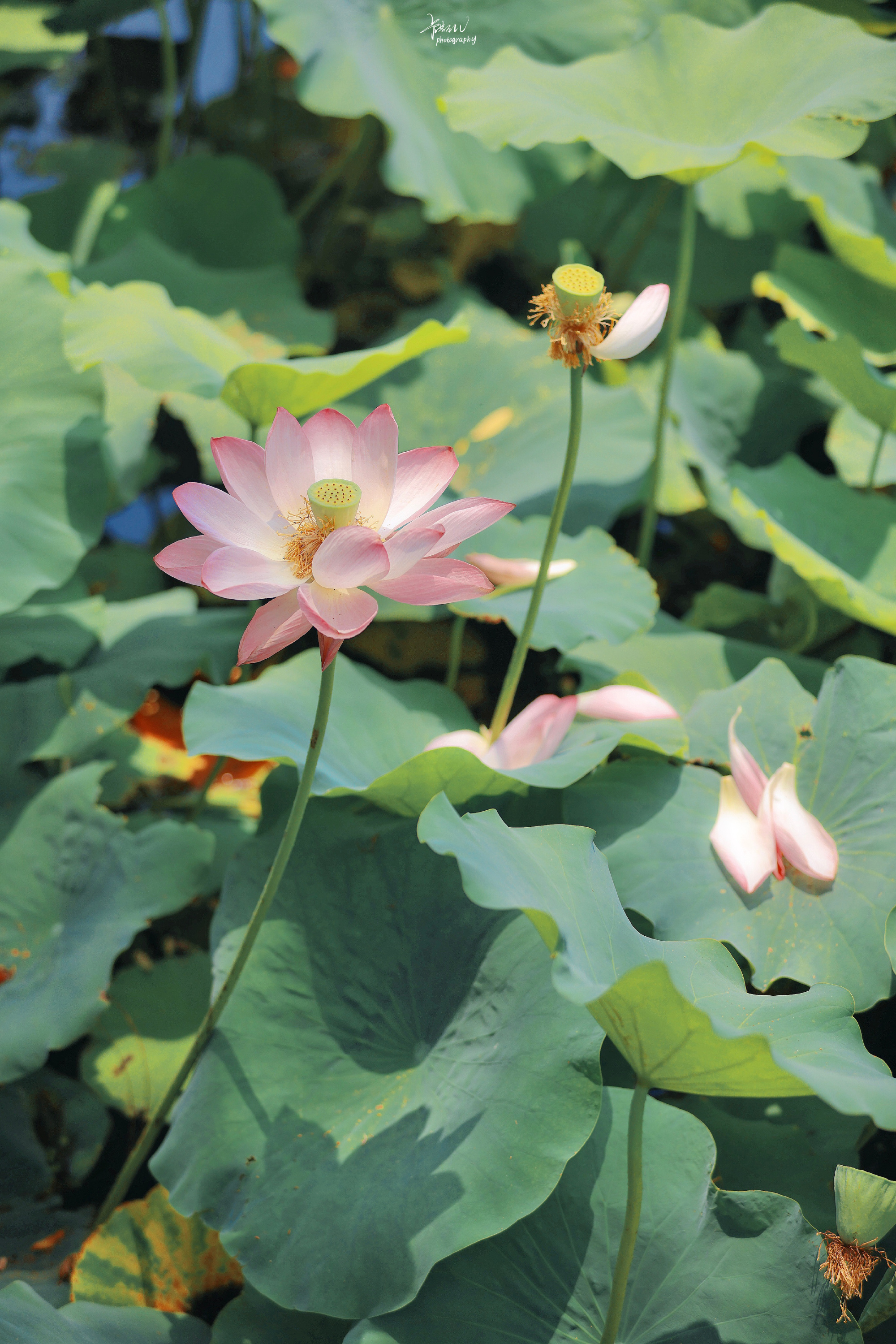 鑽疯姳鎽勫奖浣滃搧鍏ㄩ泦,鑽疯姳鎽勫奖浣滃搧閲戝