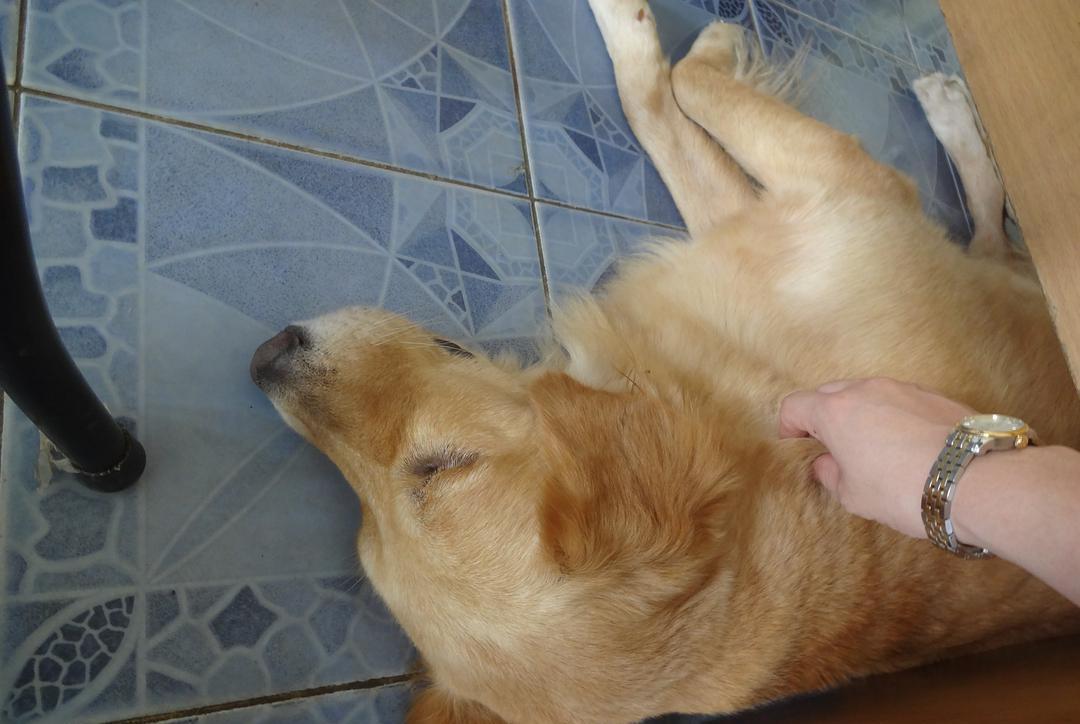 狗狗睡觉突然抽搐是什么原因,狗狗睡觉时眼睛抽搐