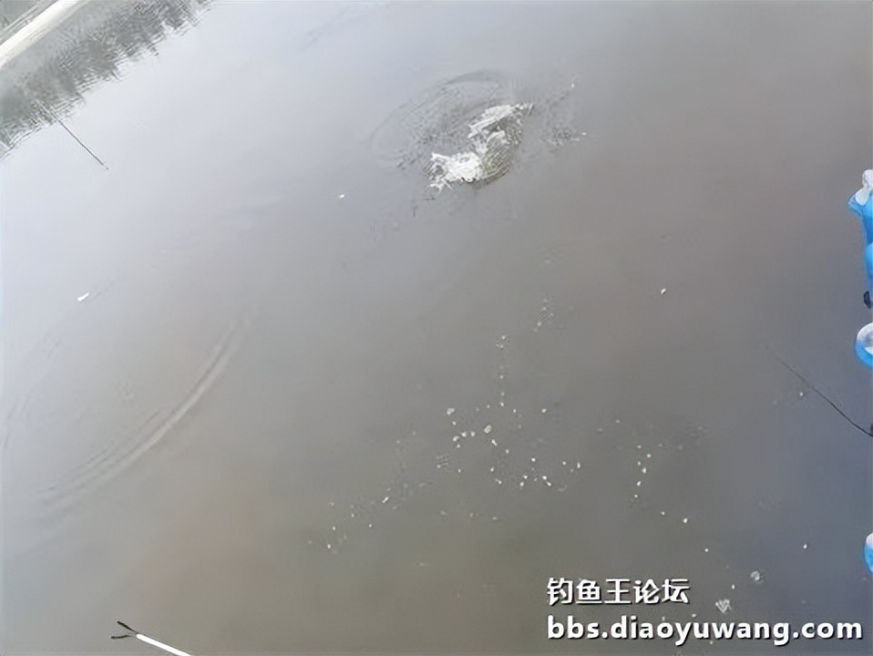 钓鱼王王者风范，拿捏多鱼种轻松