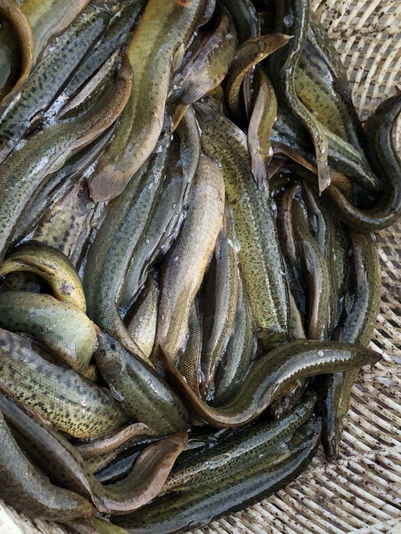 泥鳅水花常见病害及解决方法,泥鳅黄鳝的养殖技术和病害