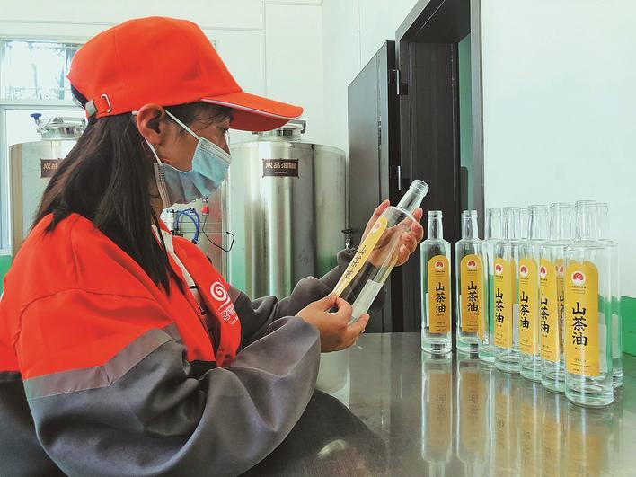 乡村振兴再出发|大田县华兴镇昆山村:百年油茶林焕发新生机