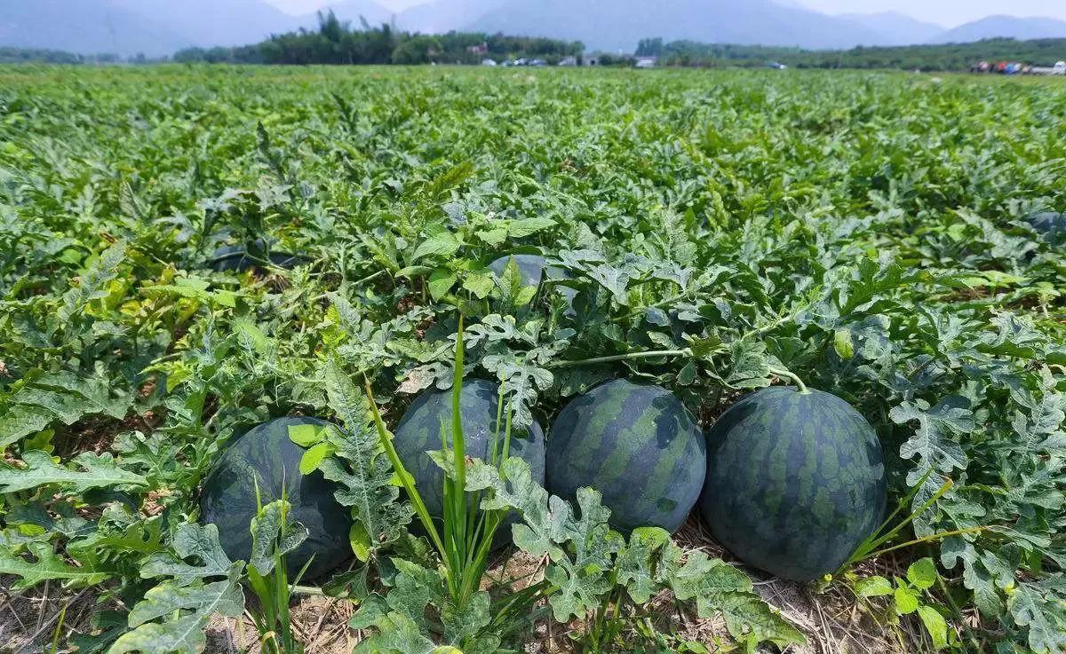 中国八个西瓜之乡,中国十大西瓜之乡名单