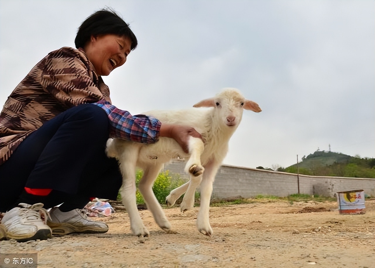 生小羊的母羊怎样尽快怀孕,怎样分辨母羊要生小羊