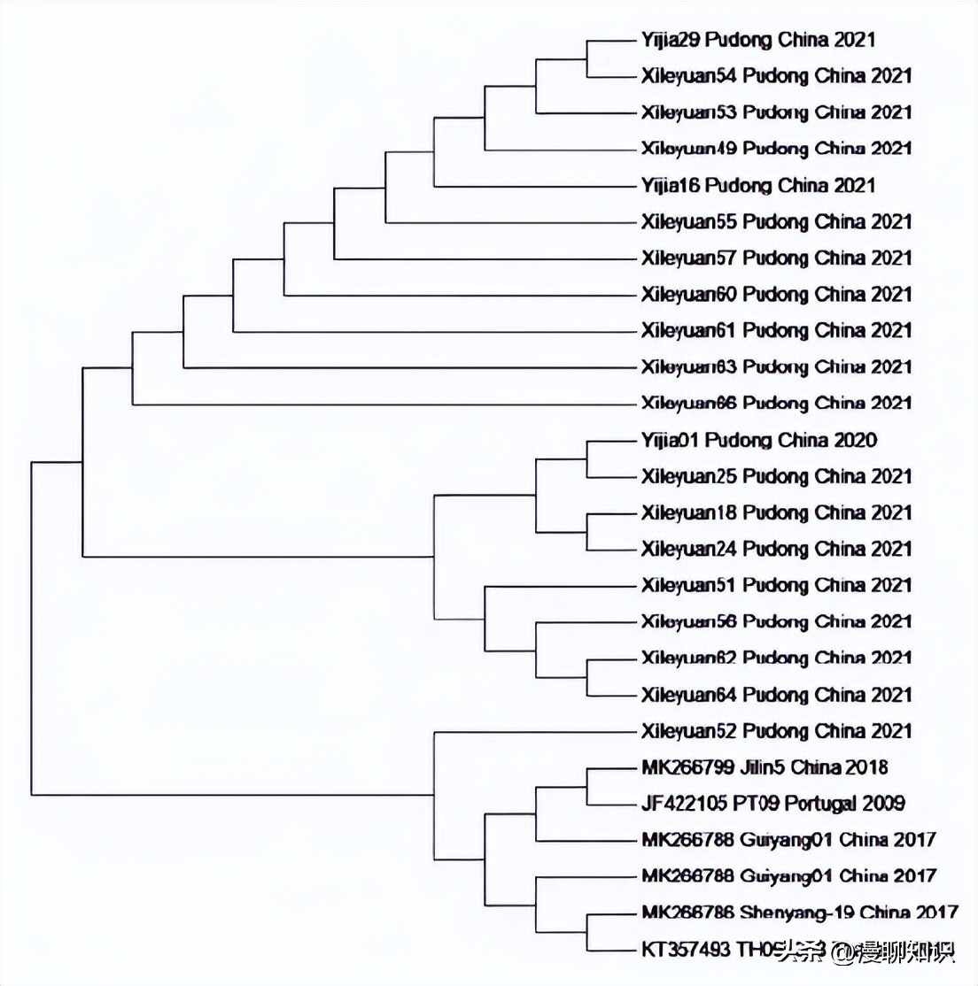 猫会感染人的疾病的图片,猫病毒检测cpr可以测出什么病毒