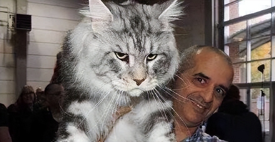 缅因猫最便宜多少钱一只,缅因猫最便宜多少一只