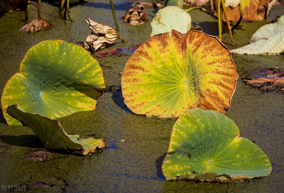 家里有什么花不能扔,家里最忌讳哪些花