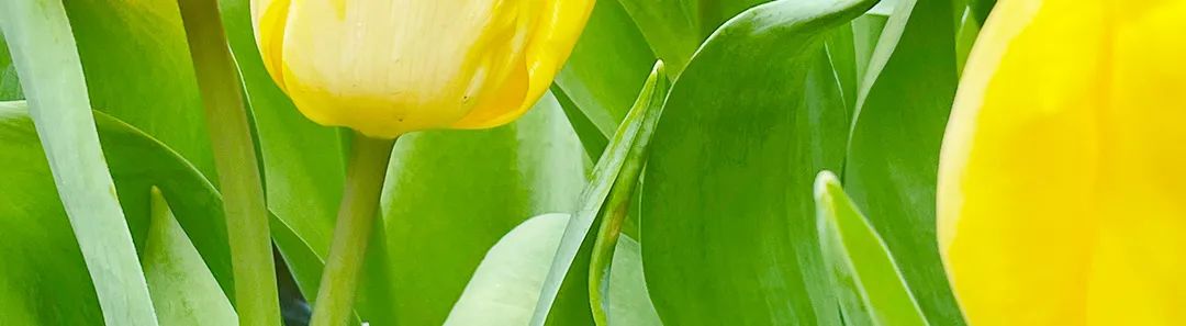 bel教程,半永久纹绣最新技术