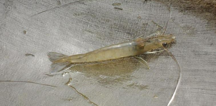 肝肠孢虫属于什么,肝肠孢虫的存活条件