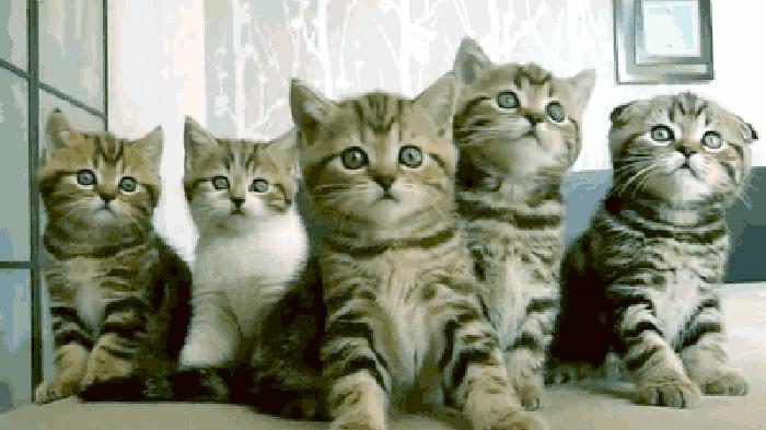 买猫要注意哪几个细节,买猫一般注意哪些问题