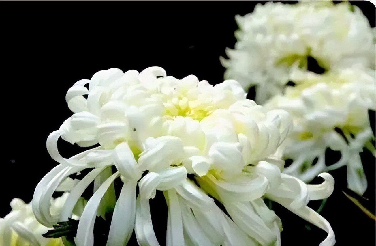 秋花诗词50首,金秋秋菊50种名菊