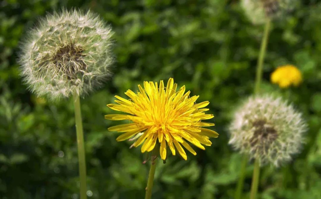 口腔溃疡特别疼吃什么食物,口腔溃疡吃什么能缓解疼痛