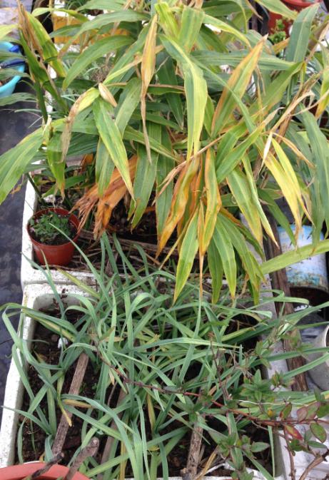 盆栽生姜什么时间种植怎样管理,生姜盆栽的种植方法时间