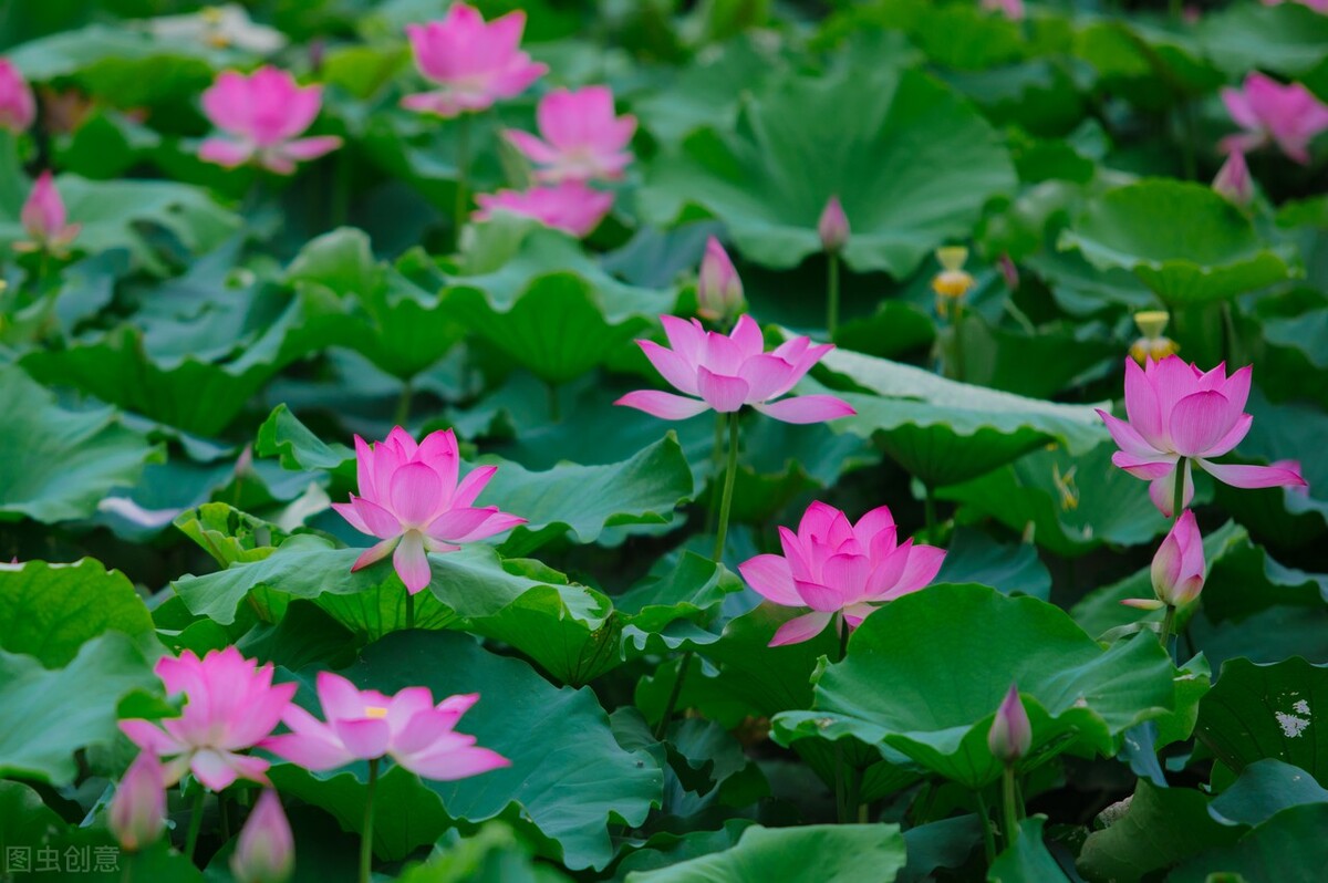 咏荷花十首最好诗句赏析,宋代诗人描写荷花的诗句