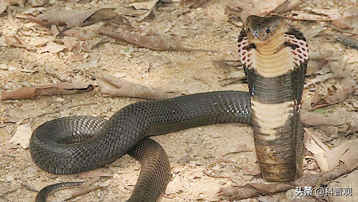 农户家中惊现两米长剧毒眼镜王蛇,3米长眼镜蛇被狗咬