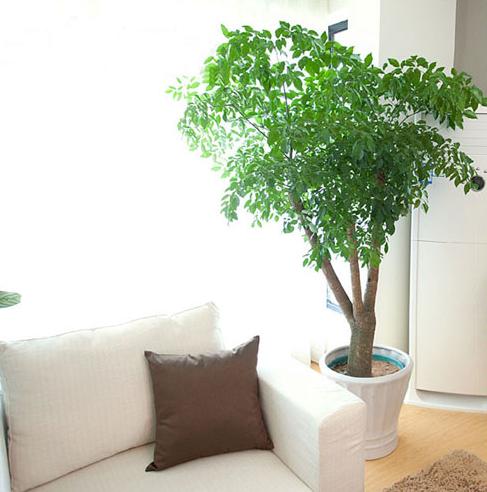 富贵树怎样才能更旺盛,富贵树怎么养才能旺盛