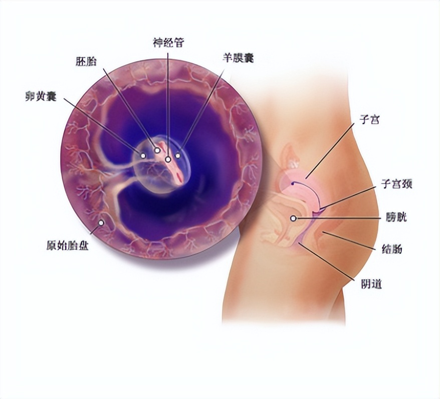 十月怀胎都是怎么度过的,十月怀胎过程视频大全