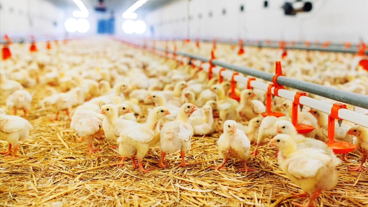 杜红仁林下养鸡失败，在张立军帮助下，加盟邻县养鸡公司重新养鸡