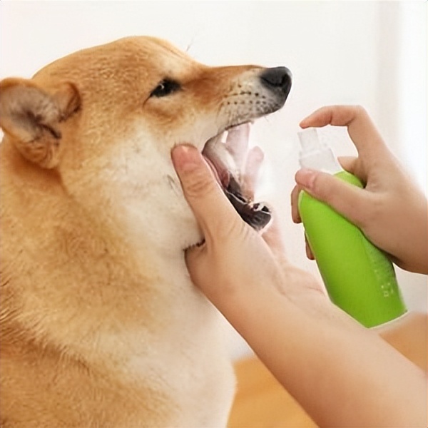 狗狗牙齿口腔健康很重要,狗狗全身发黄牙龈也变白了