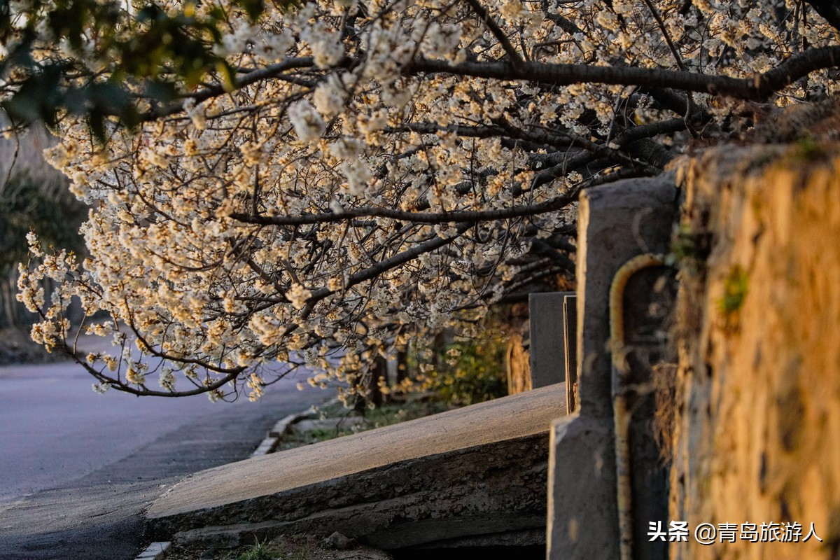 青岛樱桃谷樱桃花,青岛樱桃谷赏花