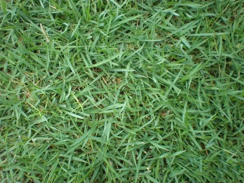 景观草坪如何搭配,庭院景观草坪种类