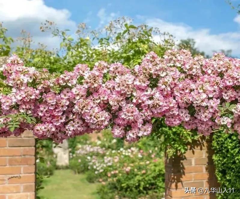 常见藤本月季品种（中大）一览（11）