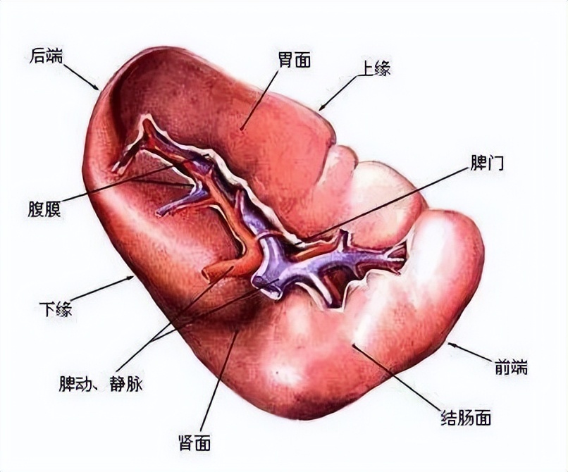 母猪脾大是什么病,哪些病会脾大
