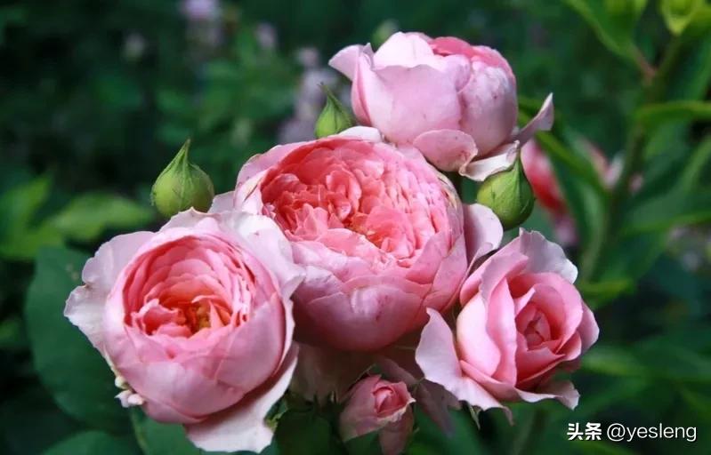 阿芒迪夏奈尔月季,阿芒迪娜夏奈尔香奈尔