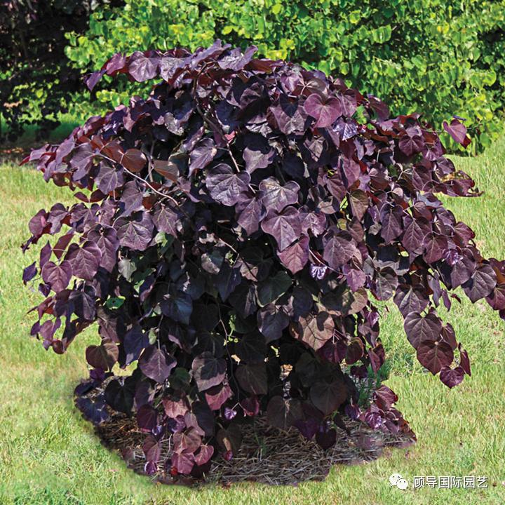 南方人爱不够的紫荆花，北方人懵了：“这哪儿是紫荆花啊？”