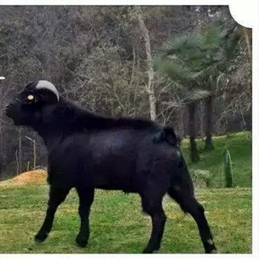 养黑山羊将满足顾客的哪些需求,放养黑山羊怎么才能做到规模化