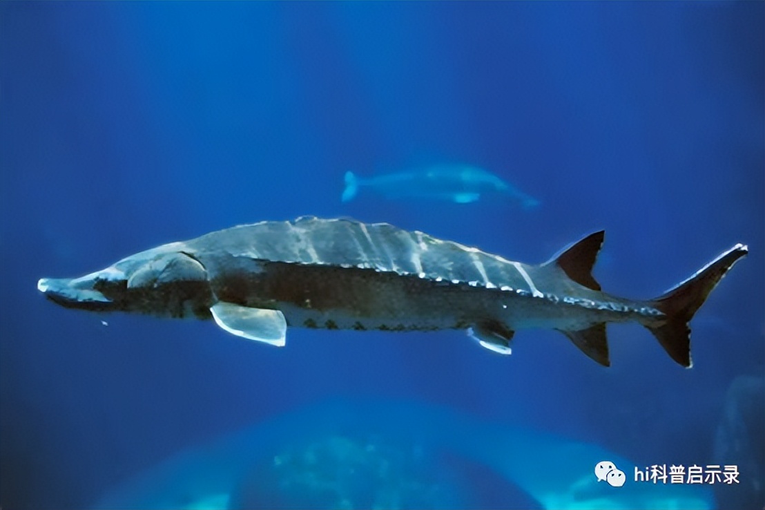 俄国鲟与中华鲟,欧洲鲟和西伯利亚鲟杂交