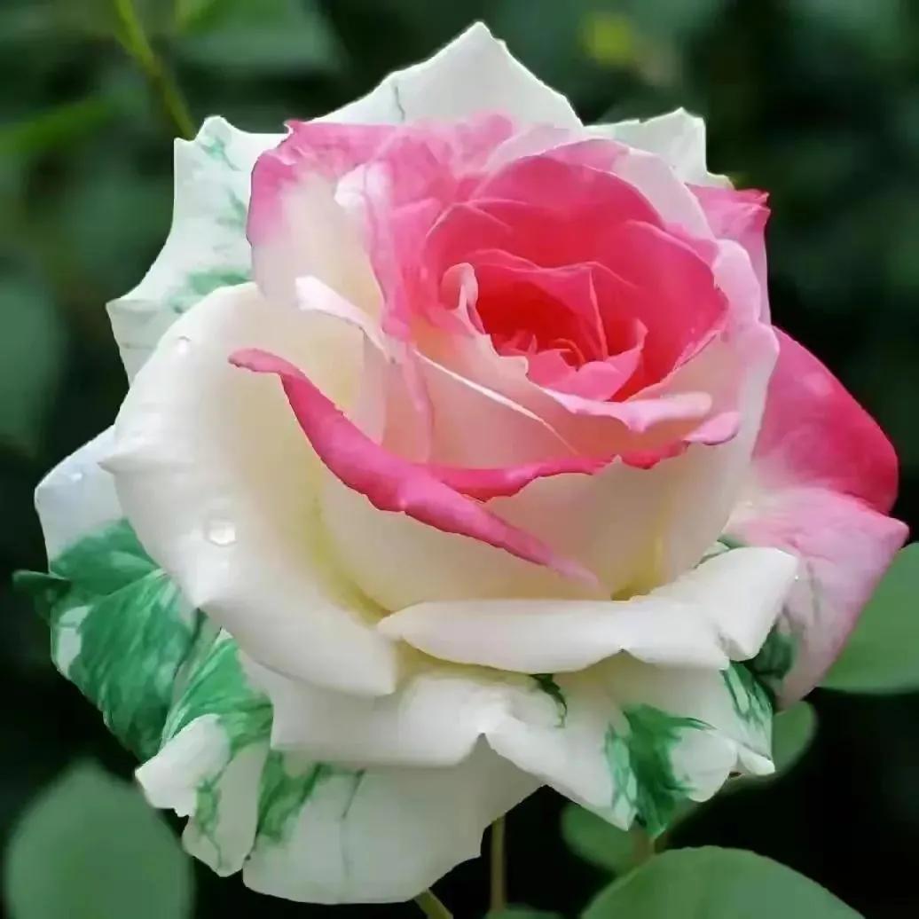 我爱月季花完整版,我爱月季花300字作文