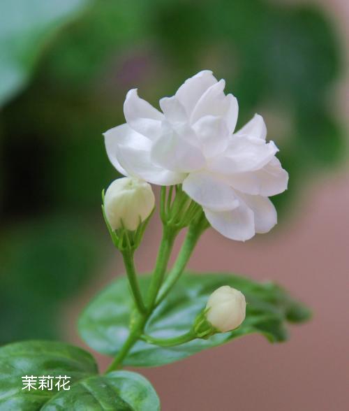 100种花草图片欣赏,50种花草图片大全