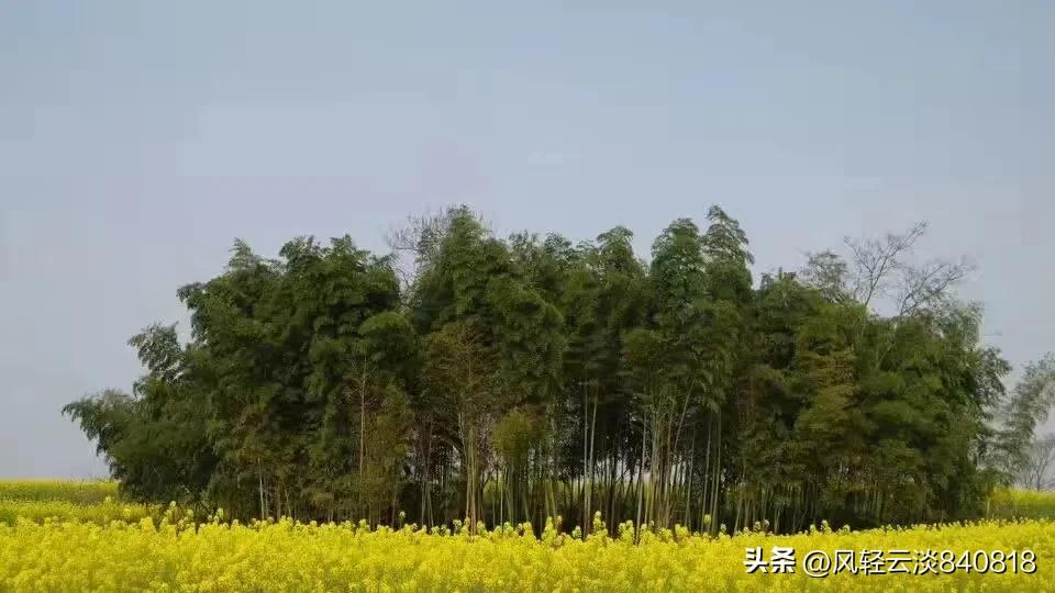 家谱文化传承的背景和意义,家谱作为历史文献的价值与局限